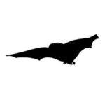 Photo: Daubenton's Bat