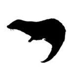 Photo: Eurasian Otter