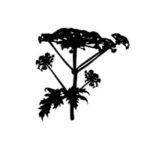 Photo: Giant Hogweed