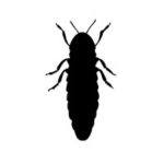 Photo: Glow Worm