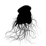 Photo: Lion's Mane Jellyfish