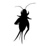 Photo: Scaly Cricket