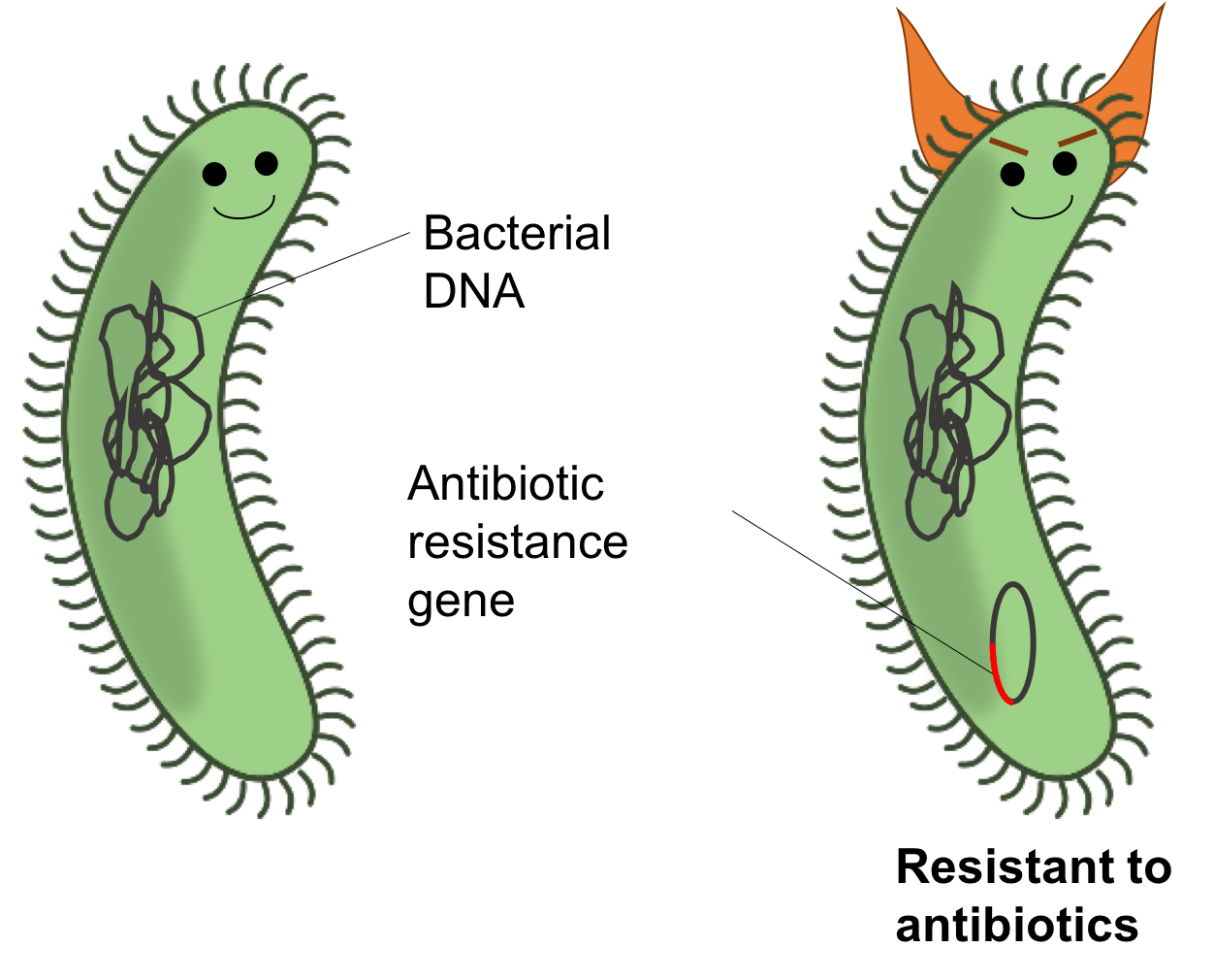 Graphic showing a bacteria with an antibiotic resistance gene.