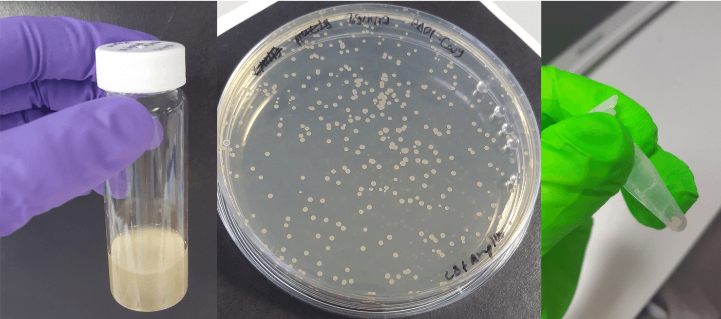 Photo of Lab methods, showing test tubes and a petri dish