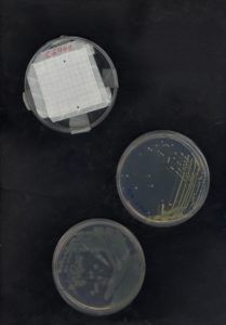 Agar plates with bacterial cultures