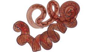 WORMS!