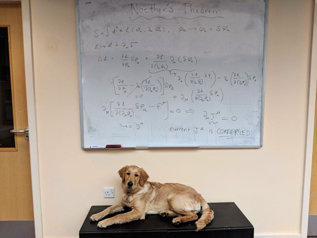 Emmy the golden retriever lying under a whiteboard covered in equations