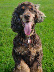 Eddie, a cocker spaniel.
