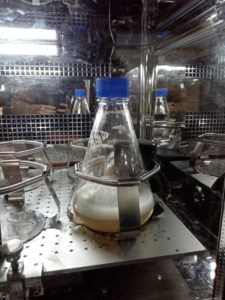 Growing bugs