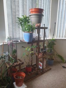 Indoor garden