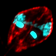 Crithidia, a parasite of mosquitoes glowing red with DNA stained in blue