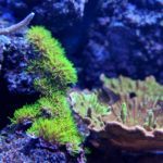 Marine coral fluorescing green under ultraviolet light