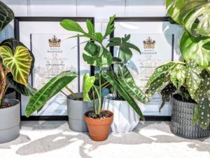 My plants and degree certificates
