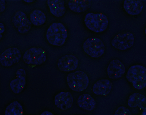 microscope image