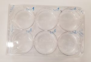 6 well cell culture plate