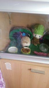 A photo of a hedgehog in a virvarium, standing over a water bowl and a food bowl