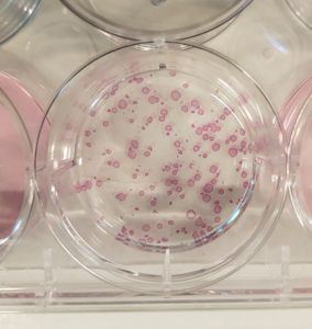 Stem cells stained pink