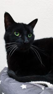 black cat with emerald green eyes