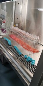 Here is a picture of some flask that contain cells growing in a nice pink water
