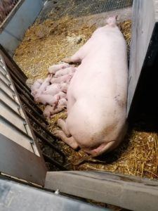 Piglets suckling