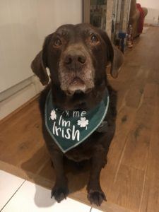 Chocolate labrador