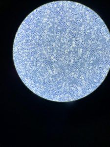 Cells in action