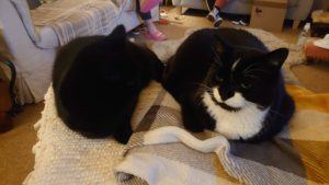 Image showing my two cats
