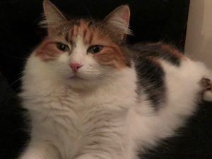 This is a photo of Heidi, our chonky fluffy white and brown cat. She's lying down and looking towards the camera with a sleepy look on her face.