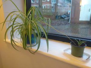  Baby Spider Plant attached to Mum Spider Plant