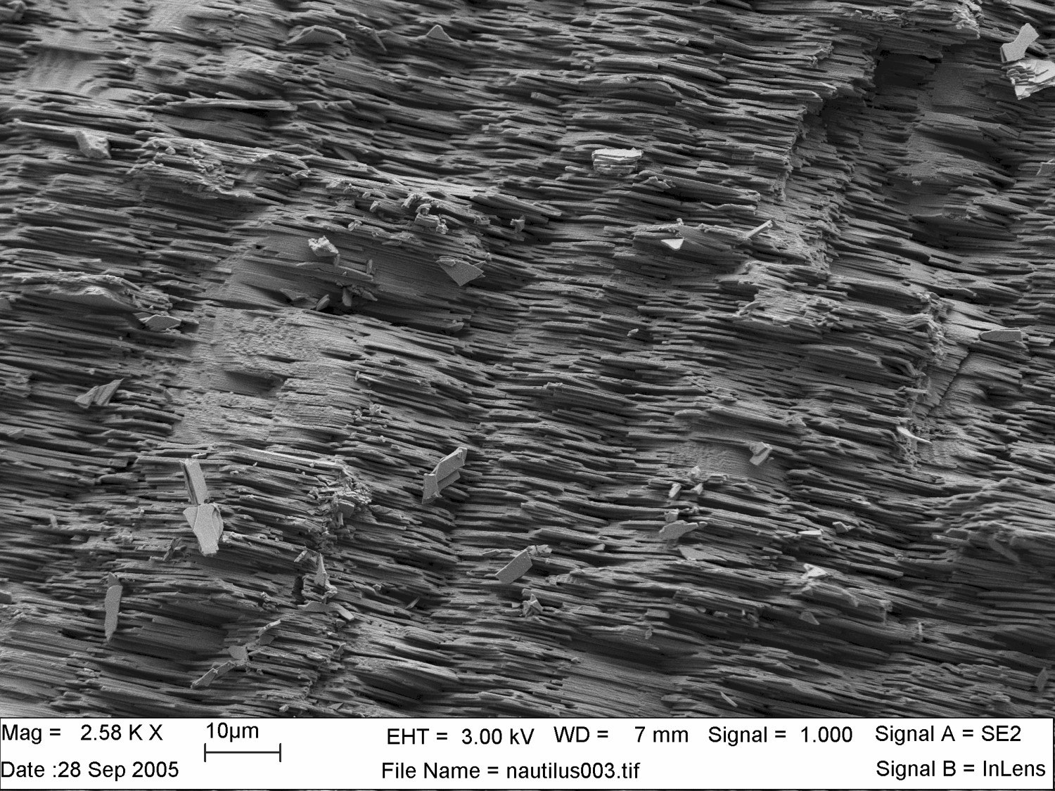 Shell Cell Micrograph Dashboard – Molecule Zone