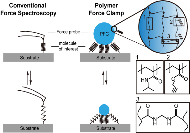 Scheme of Origami-Polymer Force Clamp