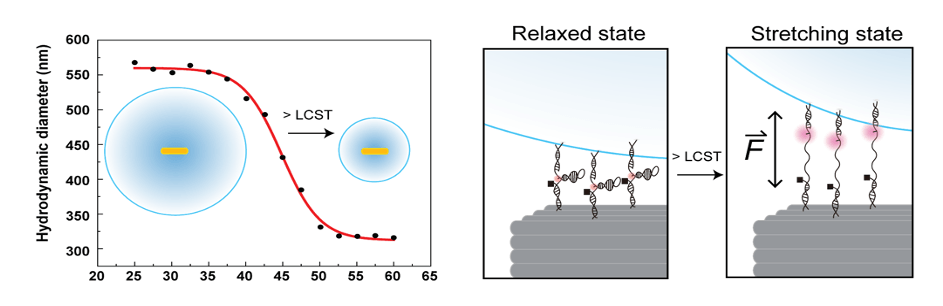A shrinking polymer sphere exerting forces on molecules