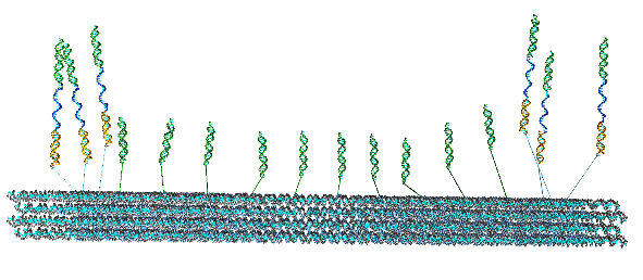 DNA Force Sensor Design