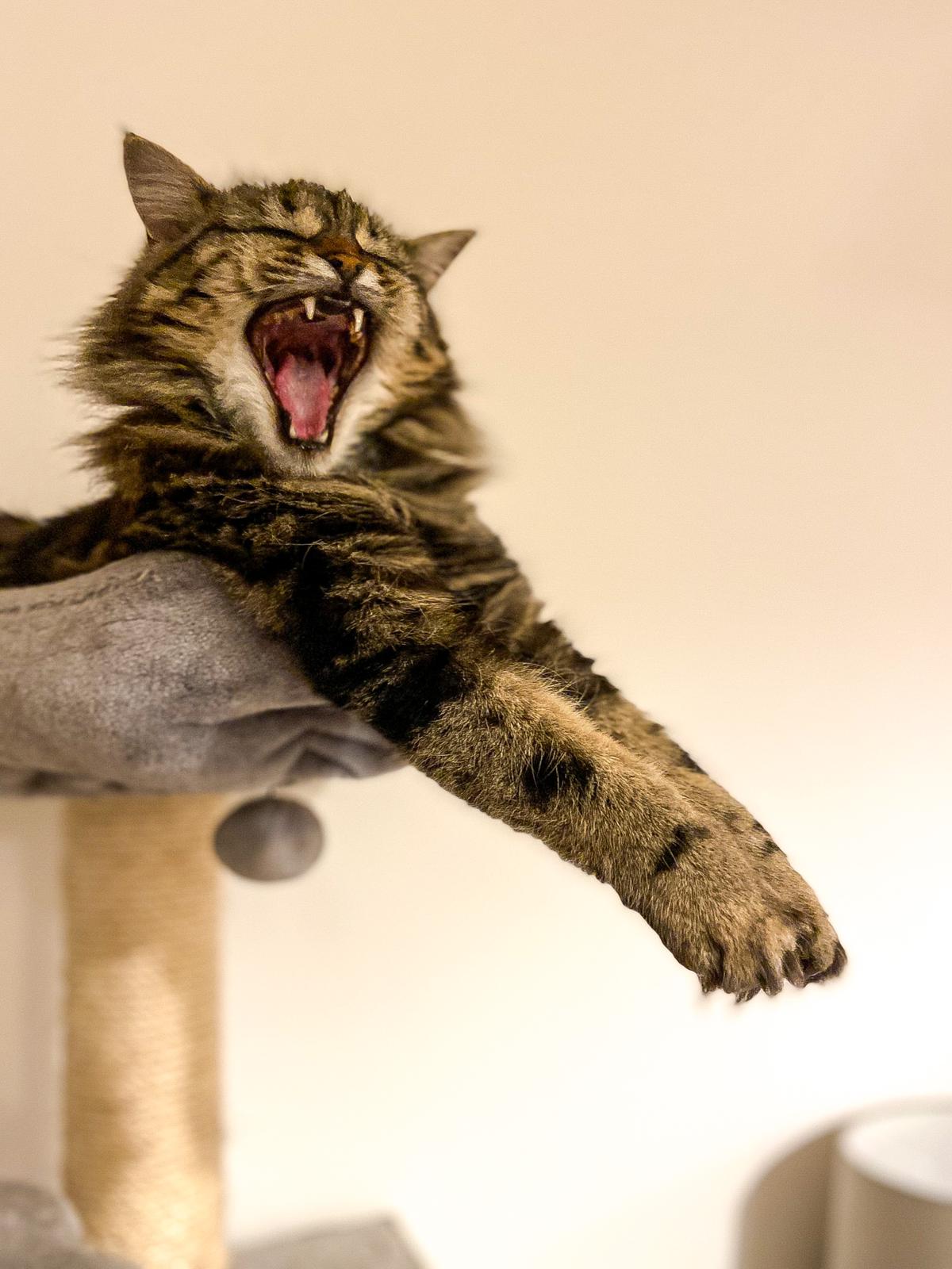 My very cute cat Artemis yawning