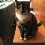 Mo the cat