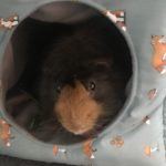Dobby in his bed