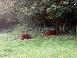 The highland cattle I regularly walk past in Shropshire