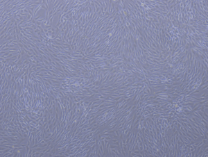 An image showing a type of support cell from the inner ear in culture.