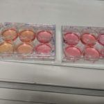 2 6-well cell culture plastic plates containing yellowish-pink media