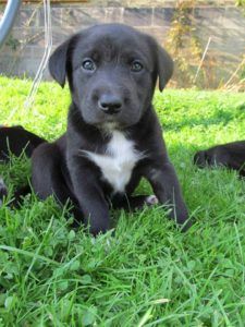 picture of cute black borador puppy