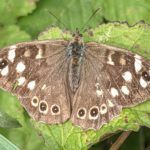 a speckled wood butterfly