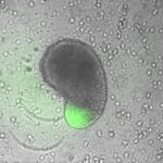 A microscope image of a grey structure shaped a bit like a baked bean against a grey background with a few bright flecks. These bright flecks are individual cells that have shed off the main structure. The main baked bean structure is glowing green at one end, due to genetic manipulation of the cells.
