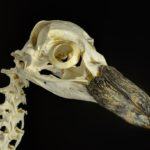 Skull of a rock hopper penguin