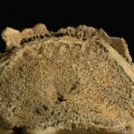 Traction osteophytes of a vertebrae