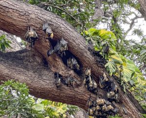 A family of fruit bats hanging onto a tree in Mombassa, Kenya