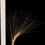 A spike of pasta wheat (Triticum durum) cultivar "Langdon". Like most pasta wheats, Langdon spikes are awned, i.e. that have long barbs growing on their spikes. This is a "normal" durum wheat that acts as our baseline when we make comparisons.