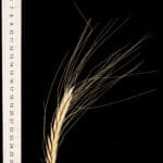 This plant is a cross between "Langdon" and another wheat subspecies, namely Triticum polonicum. This plant has a longer spike and longer glumes and grains than a normal Paragon plant.