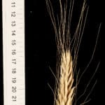 A spike of the wheat subspecies Triticum polonicum (also called Polish wheat). This subspecies shows a lot of diversity in its appearance, with some lines having long or short ears, but always long glumes and long grains. This is a type of wheat that is not grown by farmers, but that can be found in the wild. It grows around the Mediterranean and the Levant (Middle East).