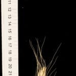 A spike of the wheat subspecies Triticum polonicum (also called Polish wheat). This subspecies shows a lot of diversity in its appearance, with some lines having long or short ears, but always long glumes and long grains. This is a type of wheat that is not grown by farmers, but that can be found in the wild. It grows around the Mediterranean and the Levant (Middle East).