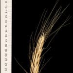 A spike of the wheat subspecies Triticum polonicum (also called Polish wheat). This subspecies shows a lot of diversity in its appearance, with some lines having long or short ears, but always long glumes and long grains. This is a type of wheat that is not grown by farmers, but that can be found in the wild. It grows around the Mediterranean and the Levant (Middle East).